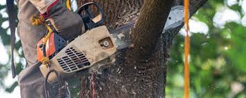 Reliable Mount Clemens, MI Tree Services Solutions