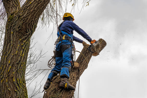 How Our Tree Care Process Works  in Mount Clemens, MI